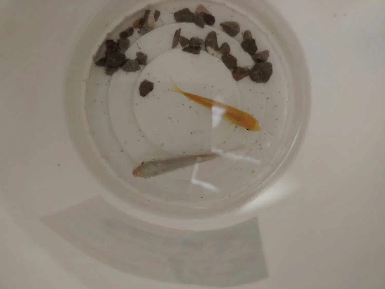 دو ماهی|ماهی|اردکان, |دیوار