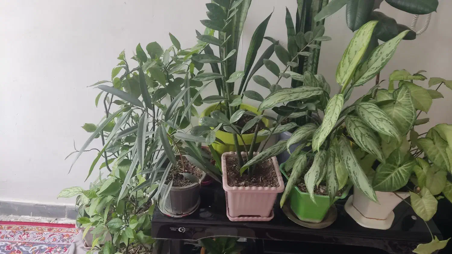 گل وگلدان|گل و گیاه طبیعی|ایلام, |دیوار