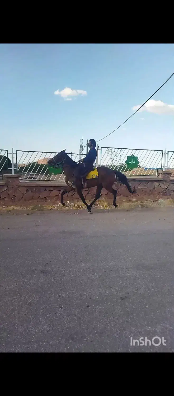 اسب|اسب و تجهیزات اسب‌سواری|نصر آباد, |دیوار