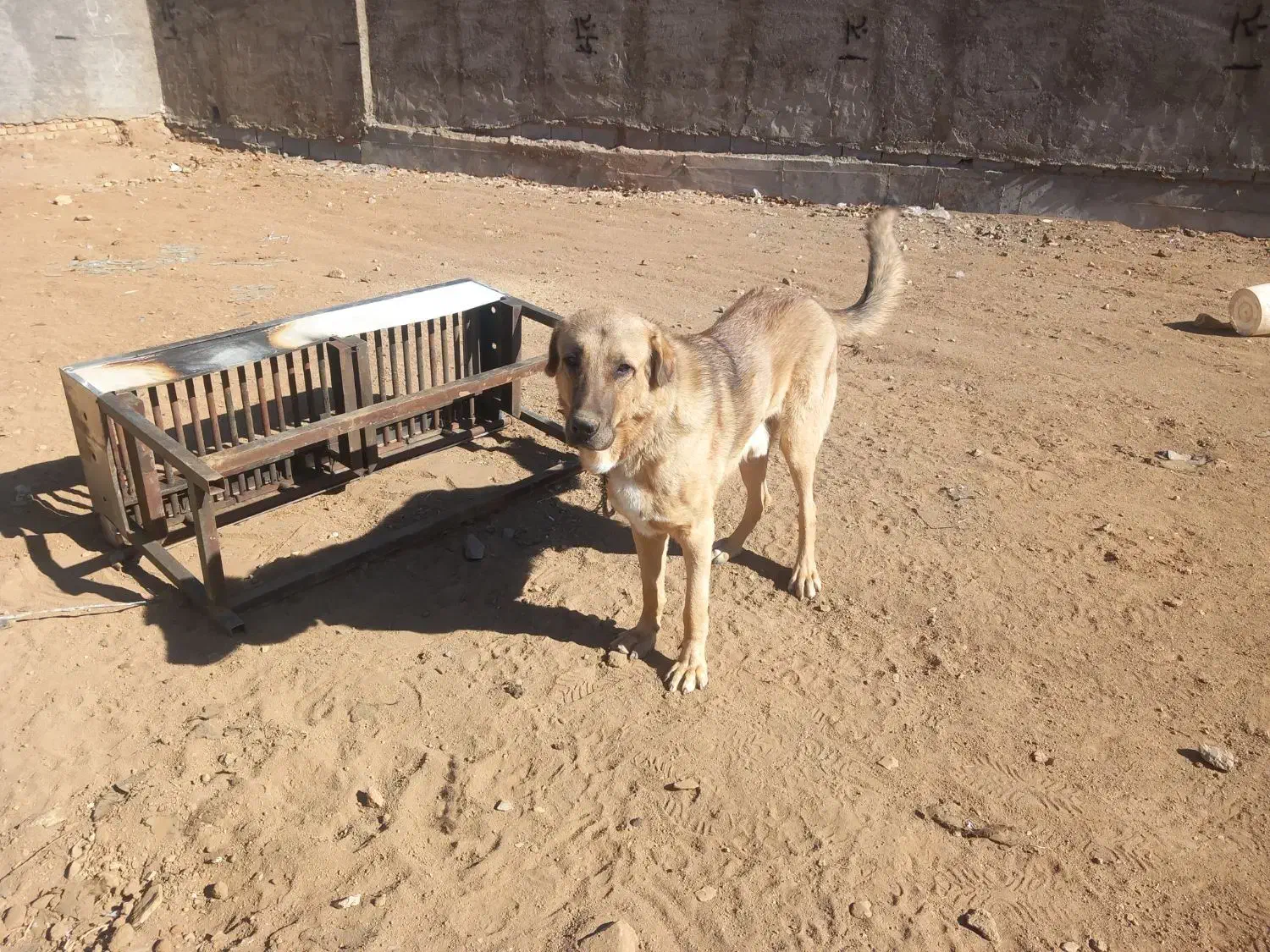 توله پژدر|سگ|شازند, |دیوار