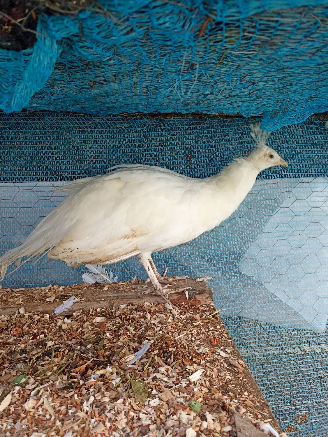 طاووس|پرنده|اسالم, |دیوار