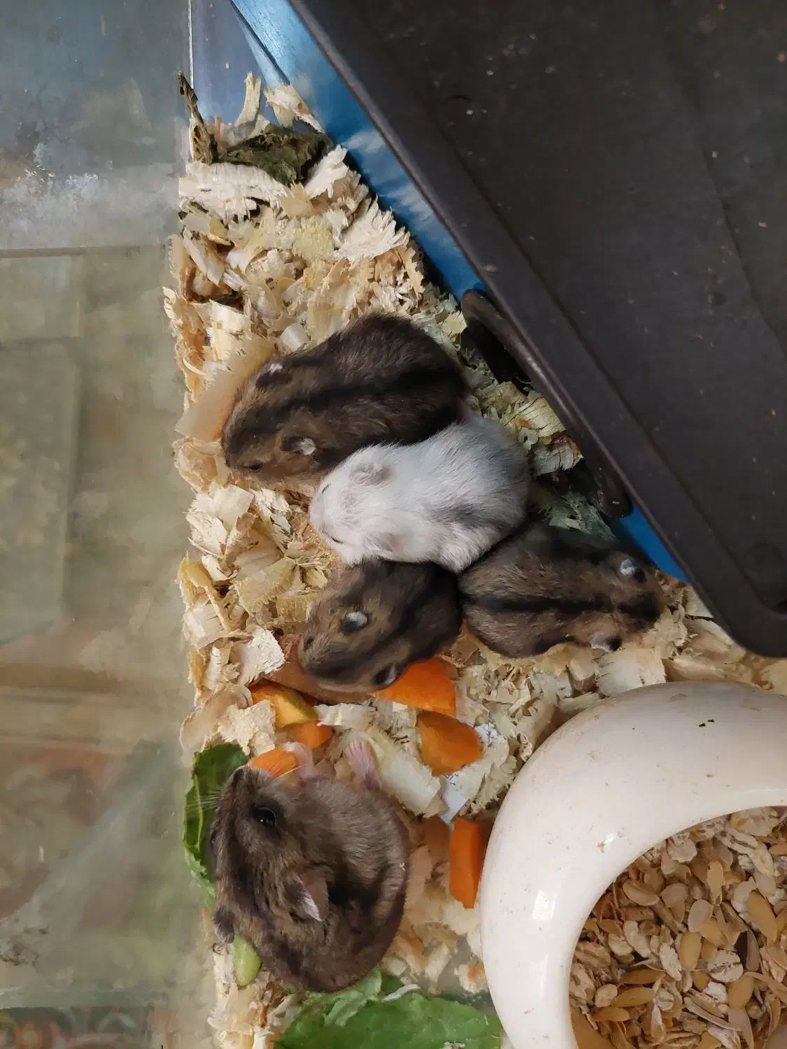 همستر خوکچه هندی|موش و خرگوش|مشهد, بهمن|دیوار