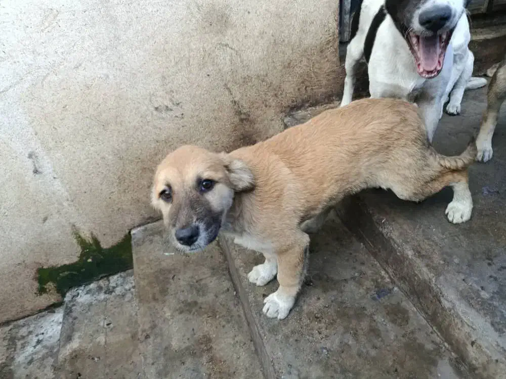 واگذاری رایگان دو عدد توله ماده ۴ ماهه|سگ|رودسر, |دیوار