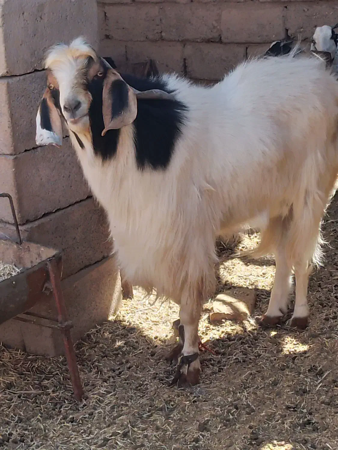 گوسفند فروشی راور|حیوانات مزرعه|راور, |دیوار