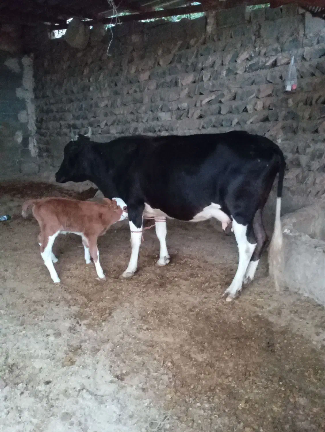 گوساله با مادرش|حیوانات مزرعه|فراغی, |دیوار