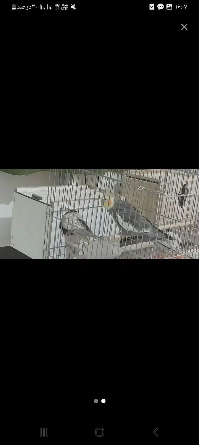 جفت عروس هلندی بالغ|پرنده|هشتگرد, فاز ۳ مهستان|دیوار