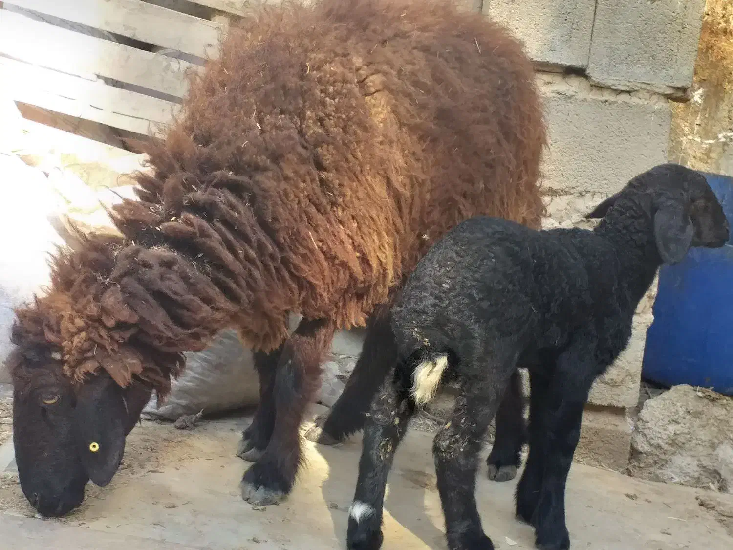 گوسفند مطفل با بره ماده یک ماهه|حیوانات مزرعه|بندر ماهشهر, |دیوار