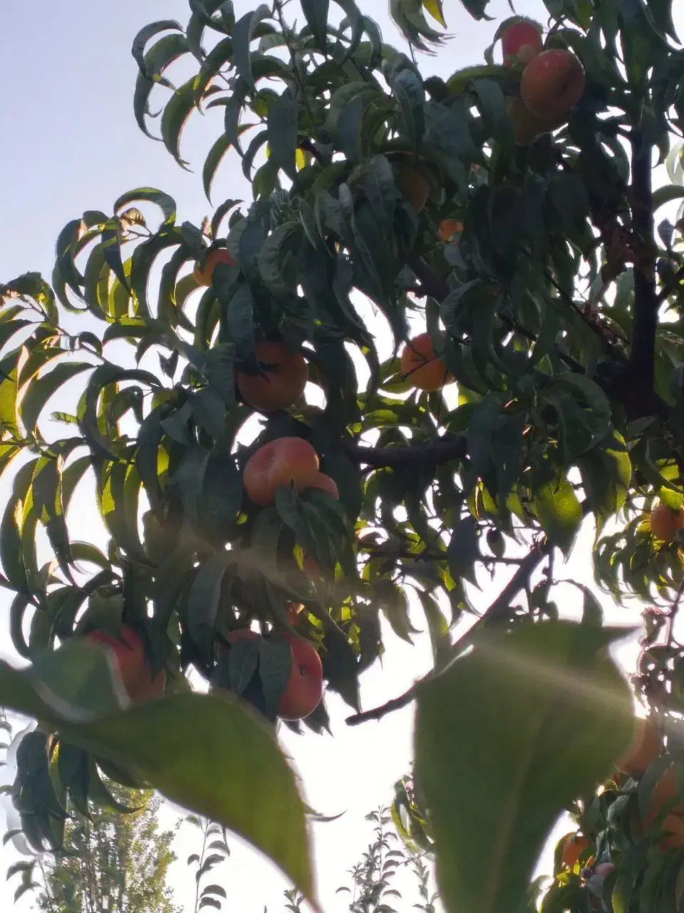 باغ|فروش زمین و ملک کلنگی|انزل, |دیوار