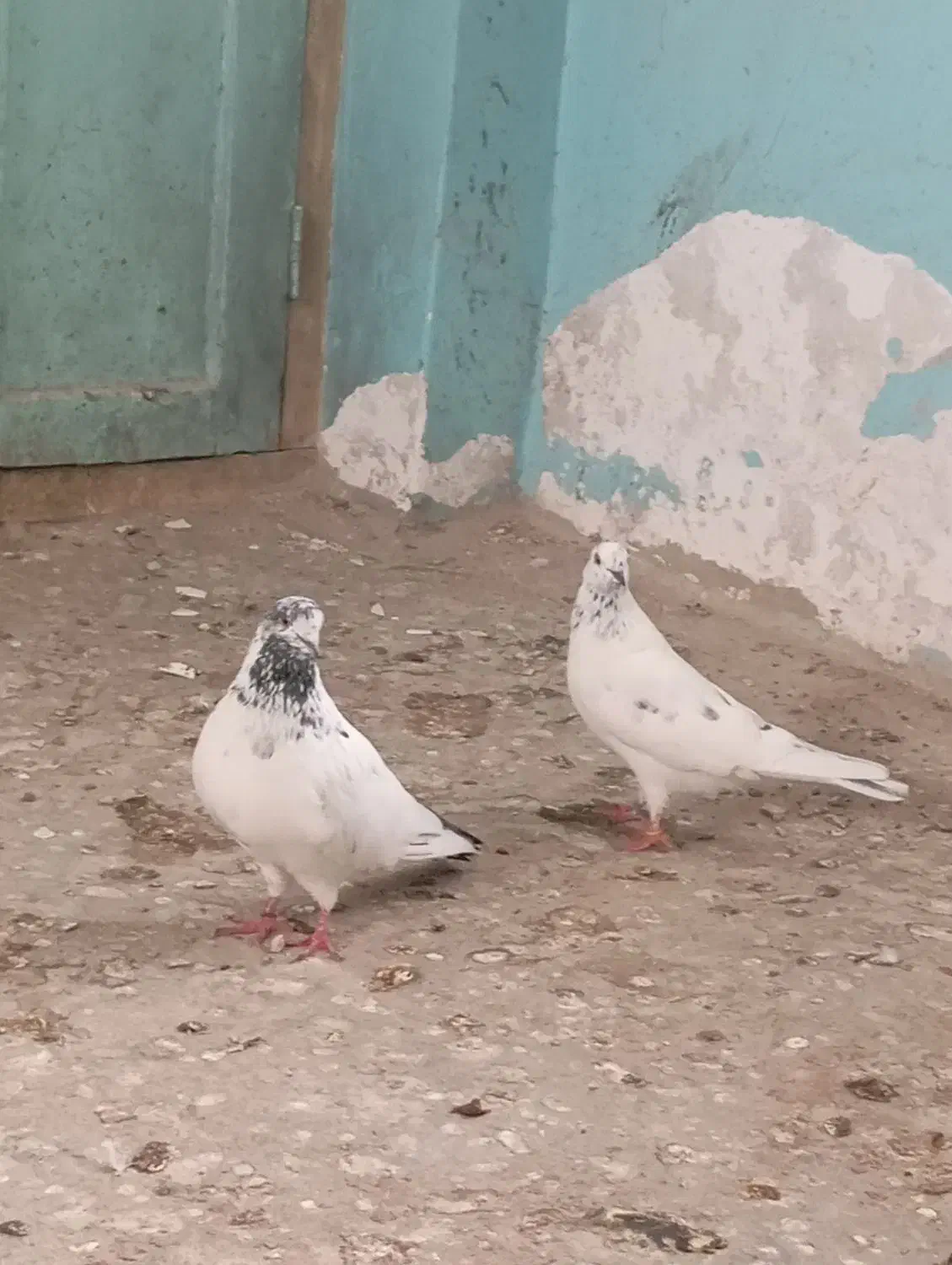 سه جفت کبوتر پرشی|پرنده|مزرعه کتول, |دیوار