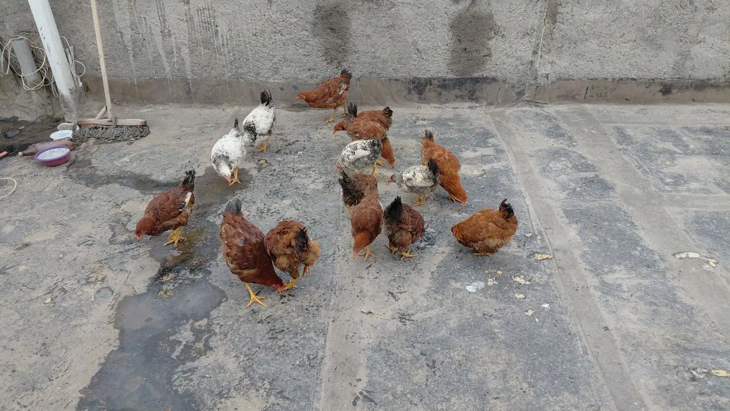 جوجه خروس و مرغ|حیوانات مزرعه|مشهد, یاس|دیوار