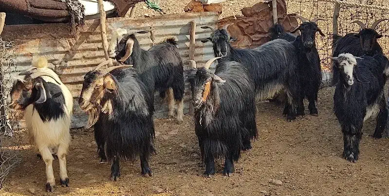 بز داشتی ابست|حیوانات مزرعه|مهران (ایلام), |دیوار