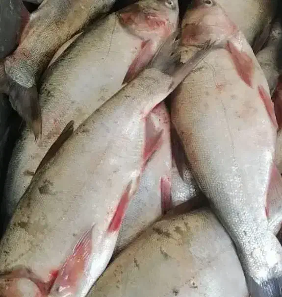 ماهی|ماهی|ایلام, |دیوار