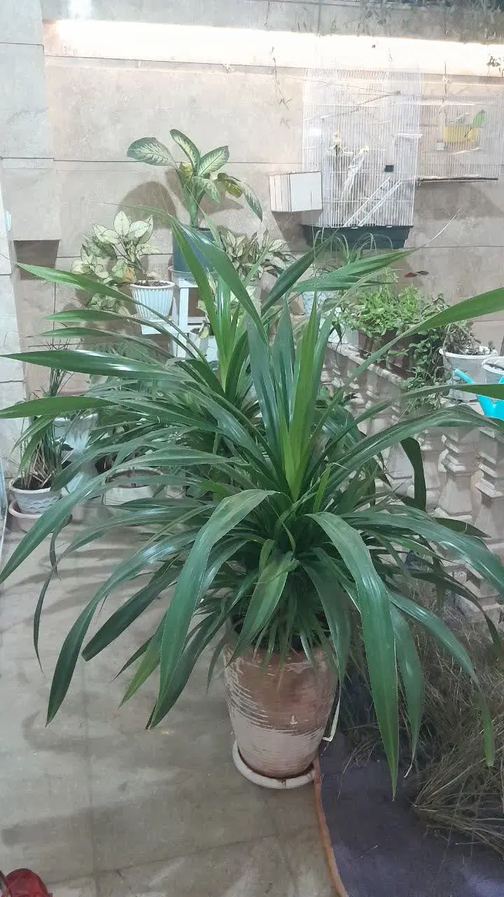 تصویر 2