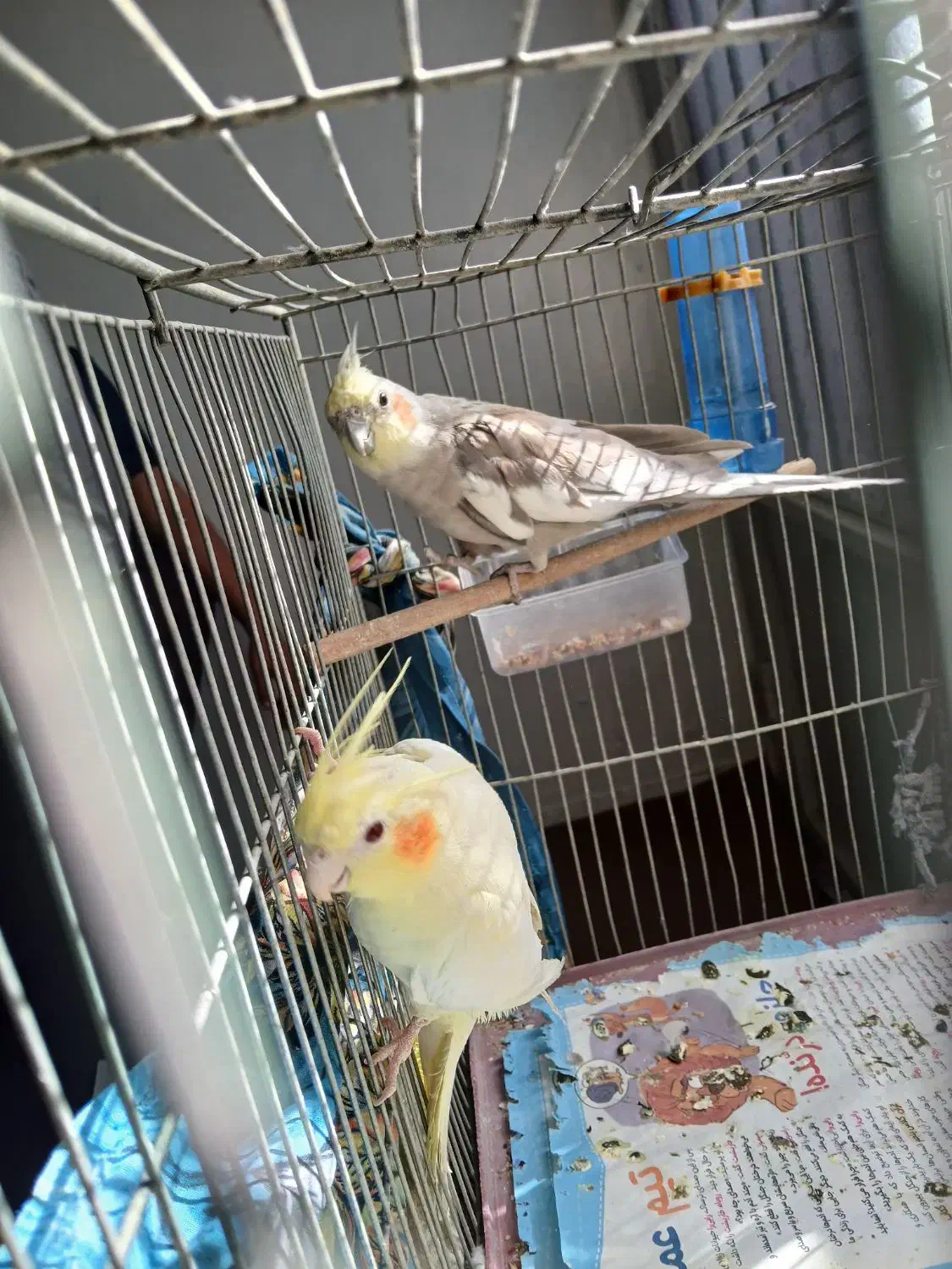 فروش عروس هلندی|پرنده|کاشان, طالقانی|دیوار