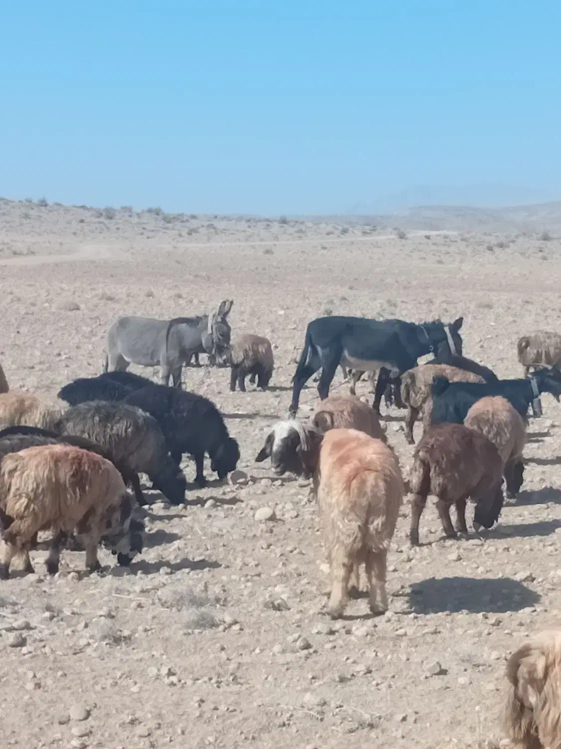 خر یا الاغ گله ای آروم و جوان|حیوانات مزرعه|پاسارگاد, |دیوار