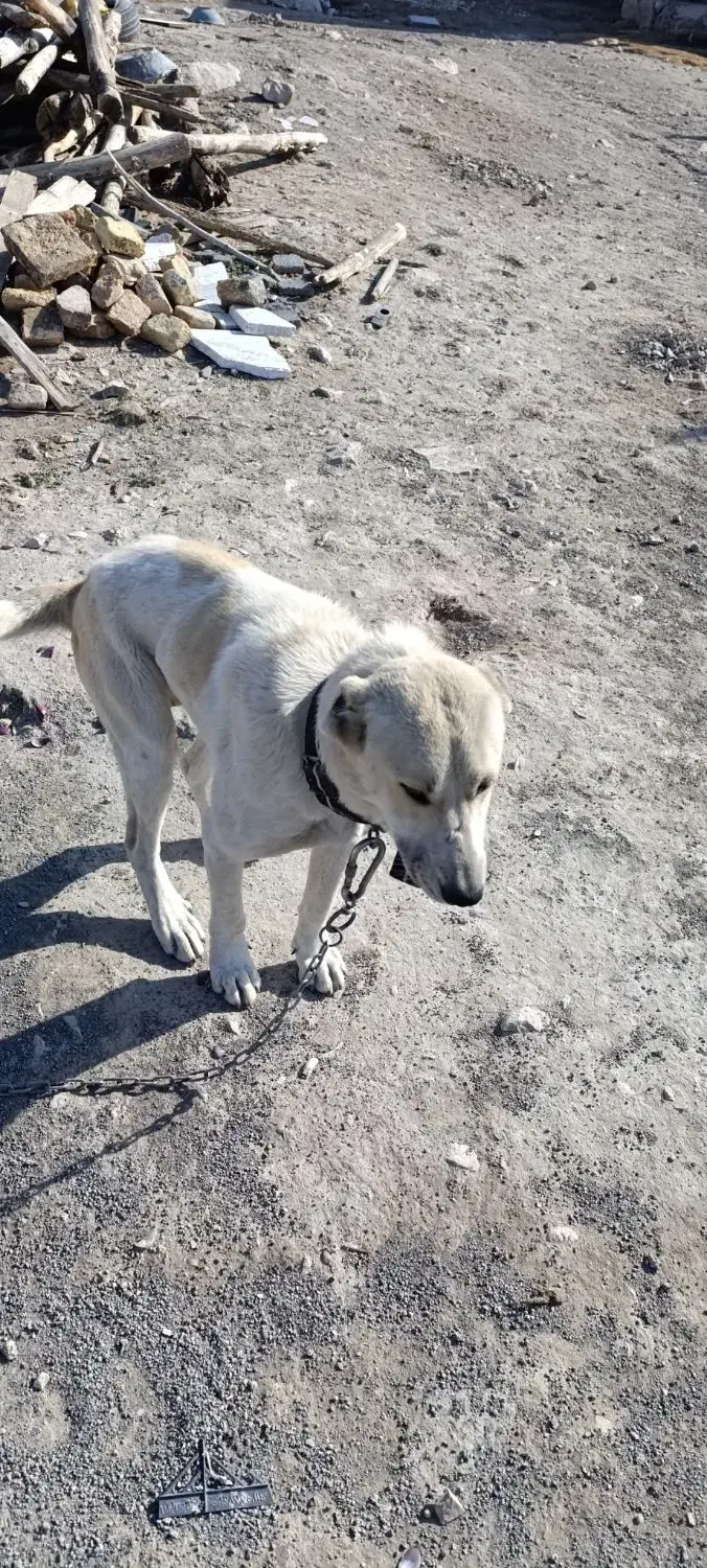 سگ نژاد آلابای|سگ|کرمانشاه, |دیوار