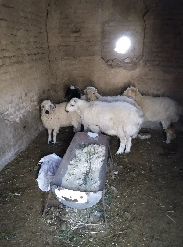 بره نر  بردسیر|حیوانات مزرعه|سیرجان, |دیوار