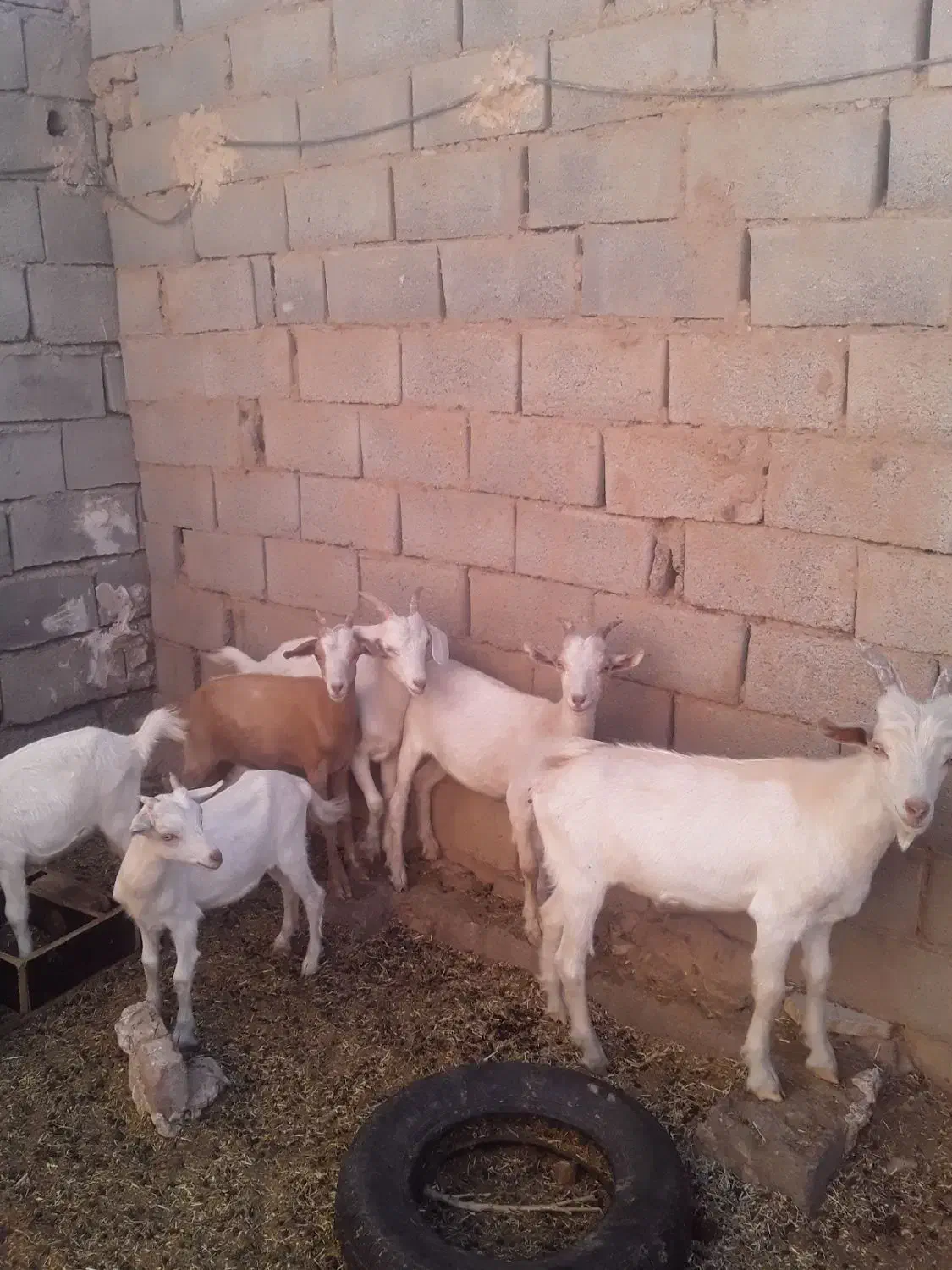 کولار سانن اصل|حیوانات مزرعه|فردوس (خراسان), |دیوار