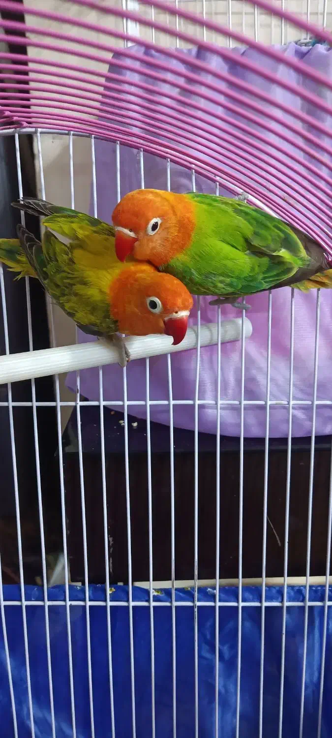 طوطی برزیلی یوینگ یک جفت|پرنده|ری, دولت‌آباد|دیوار