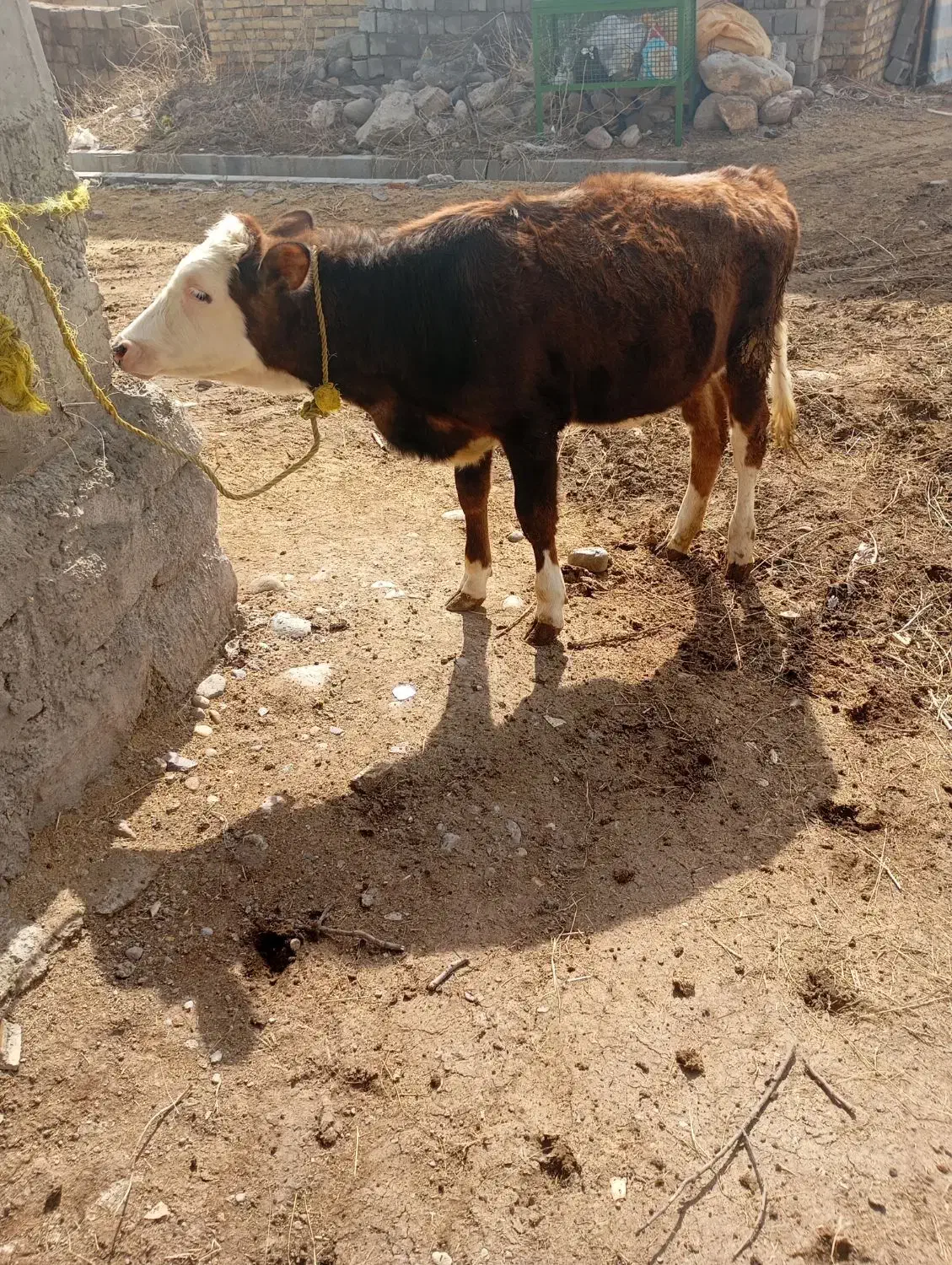 گوساله ماده|حیوانات مزرعه|نظر کهریزی, |دیوار