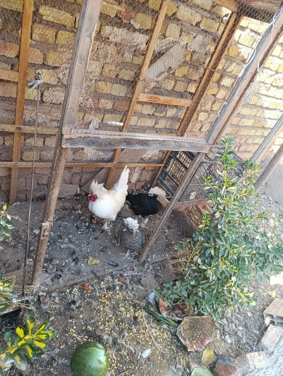 خروس و مرغ تاج دار زیبا|حیوانات مزرعه|قزوین, |دیوار