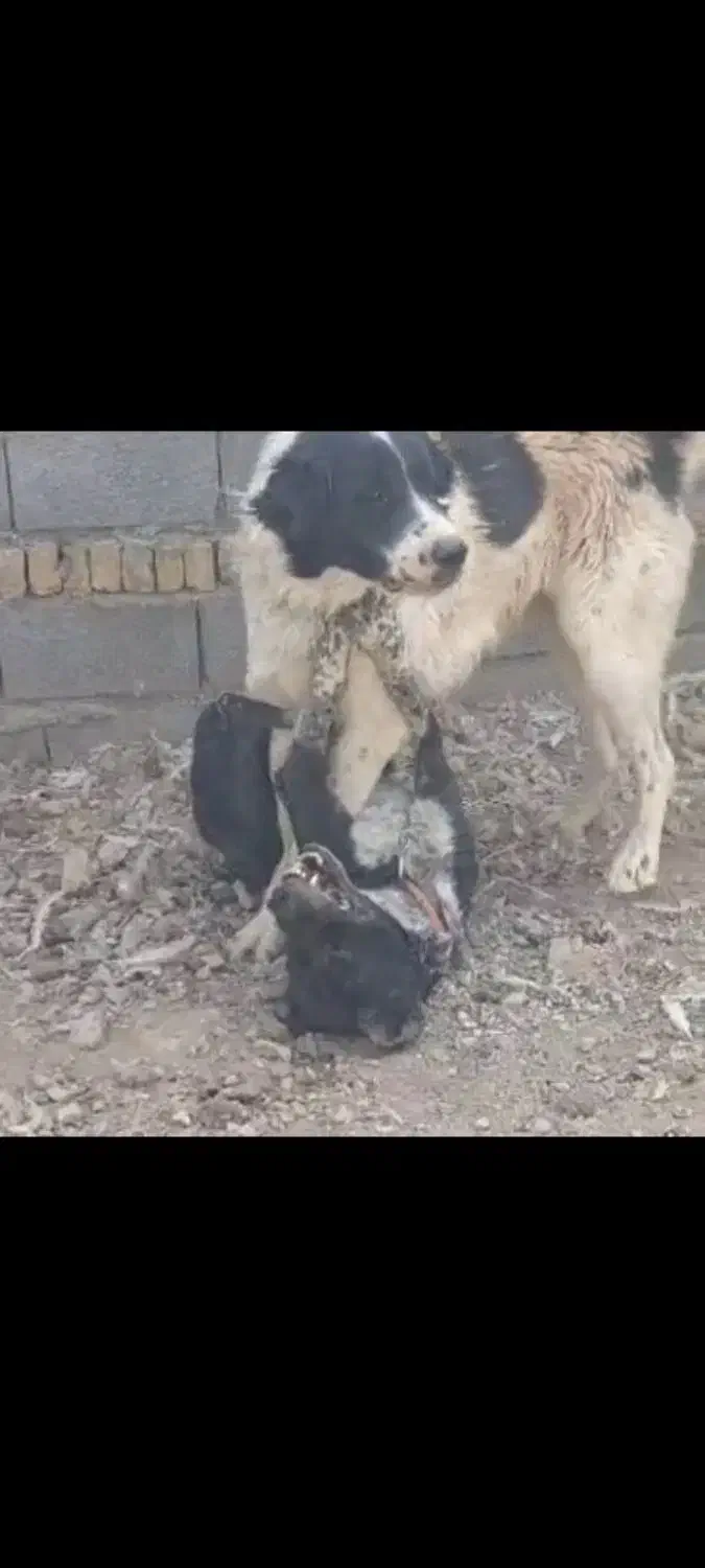 گمشده|سگ|شوشتر, |دیوار