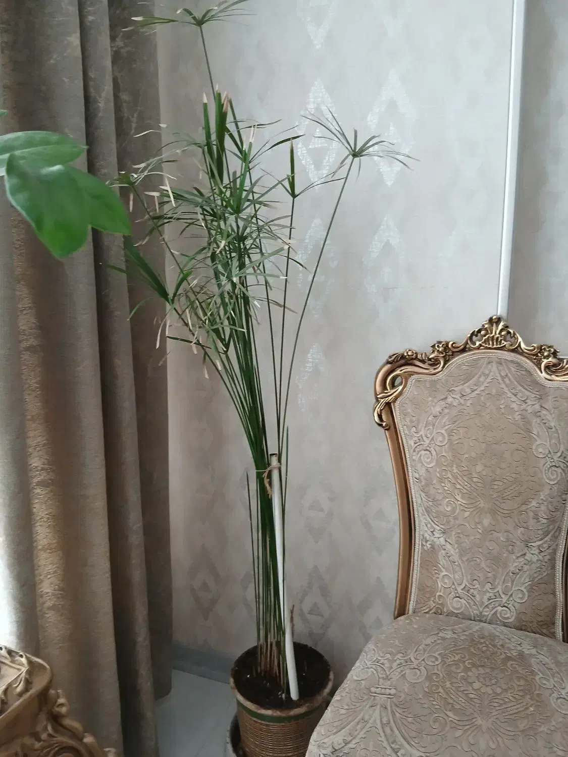 گل وگلدون|گل و گیاه طبیعی|مشهد, امیریه|دیوار