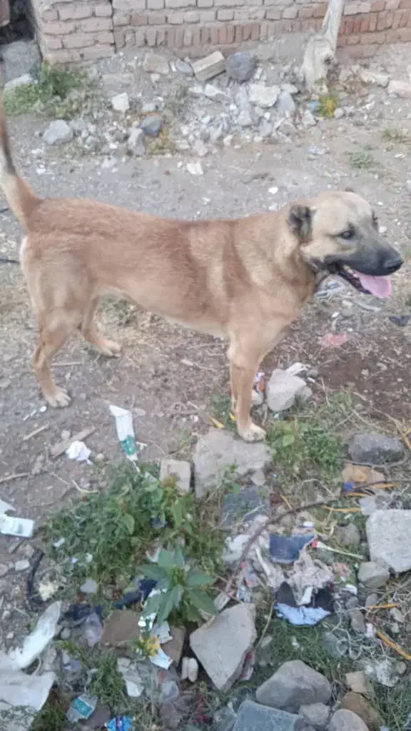 سگ اصیل سرابی|سگ|سراب, |دیوار