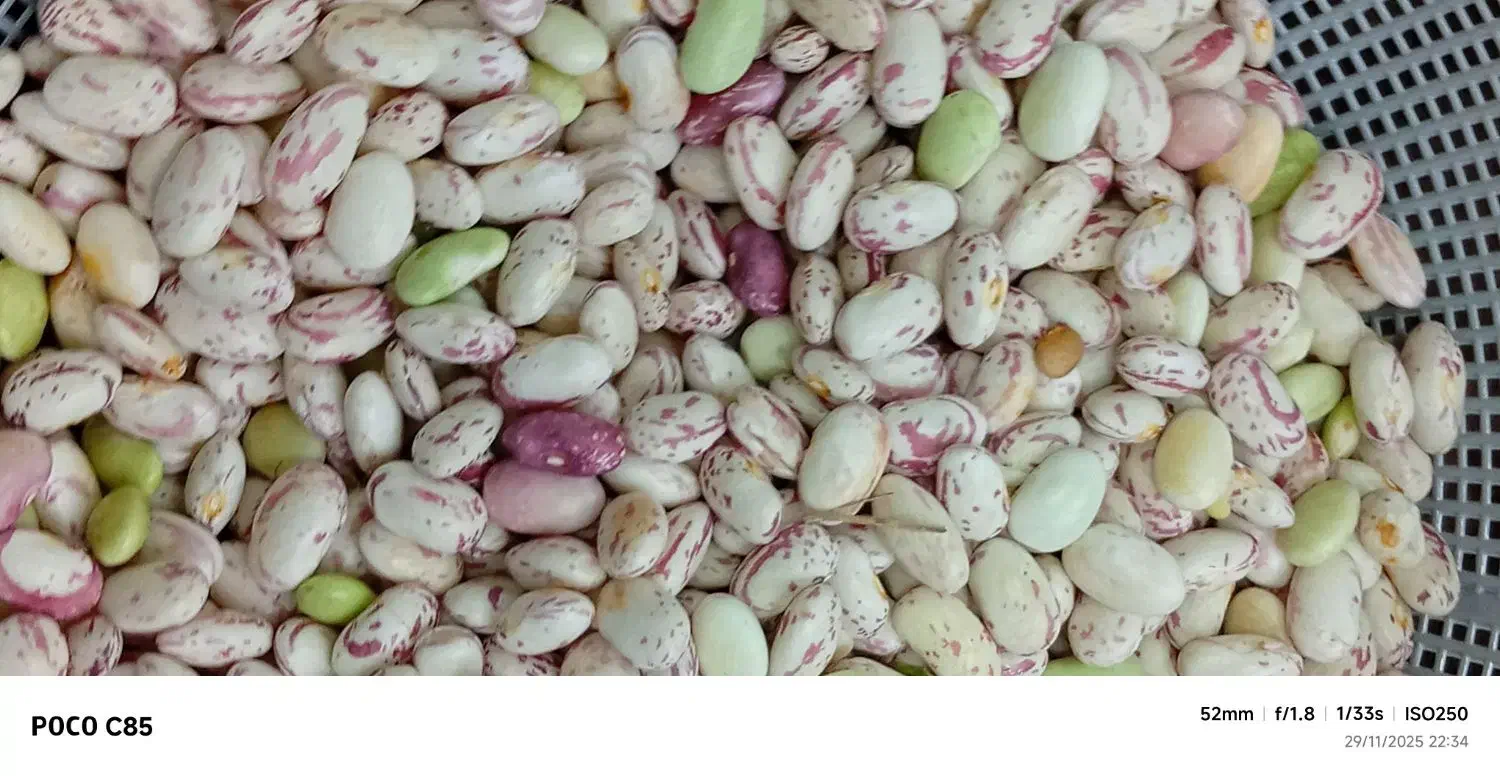 لوبیا چیتی|حراج|شاندرمن, |دیوار