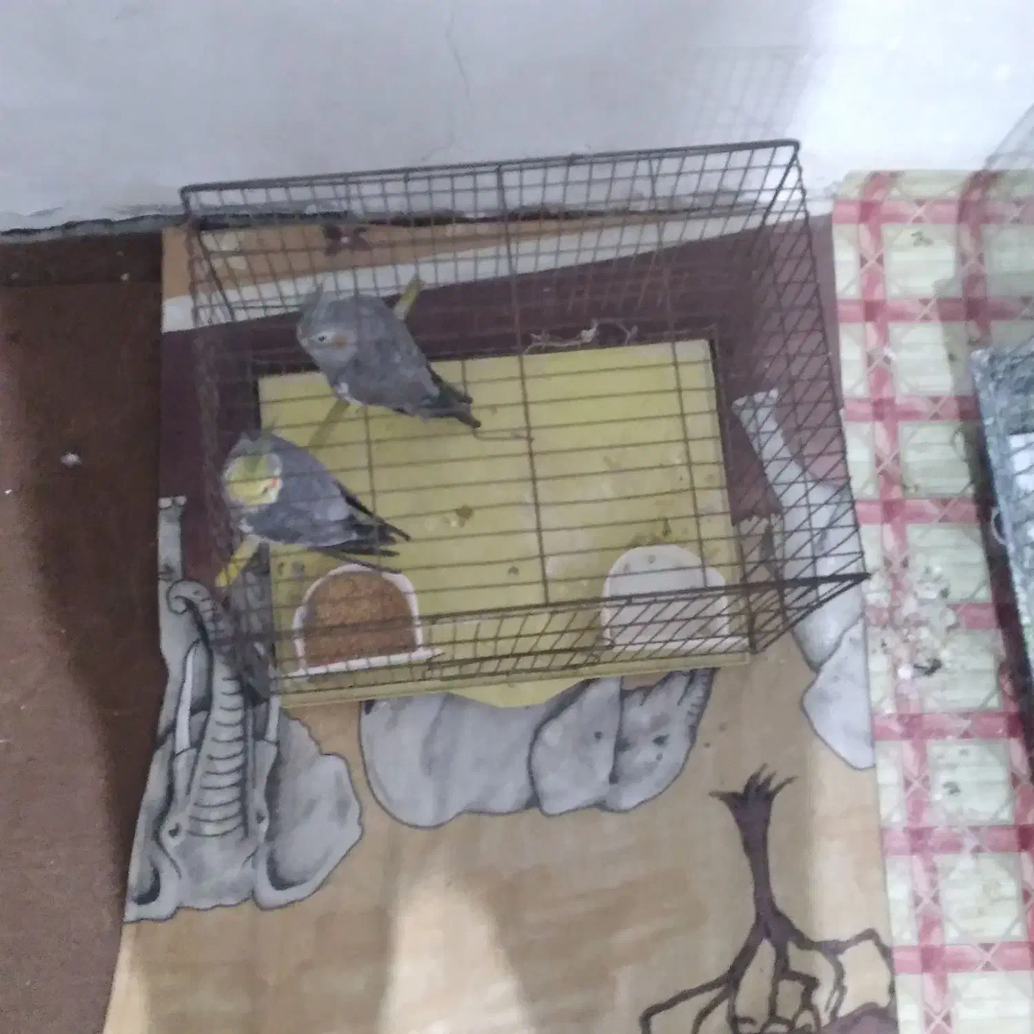 یک جفت عروس هلندی هردودست آموز به علت مهاجرت زیر|پرنده|سراب, |دیوار