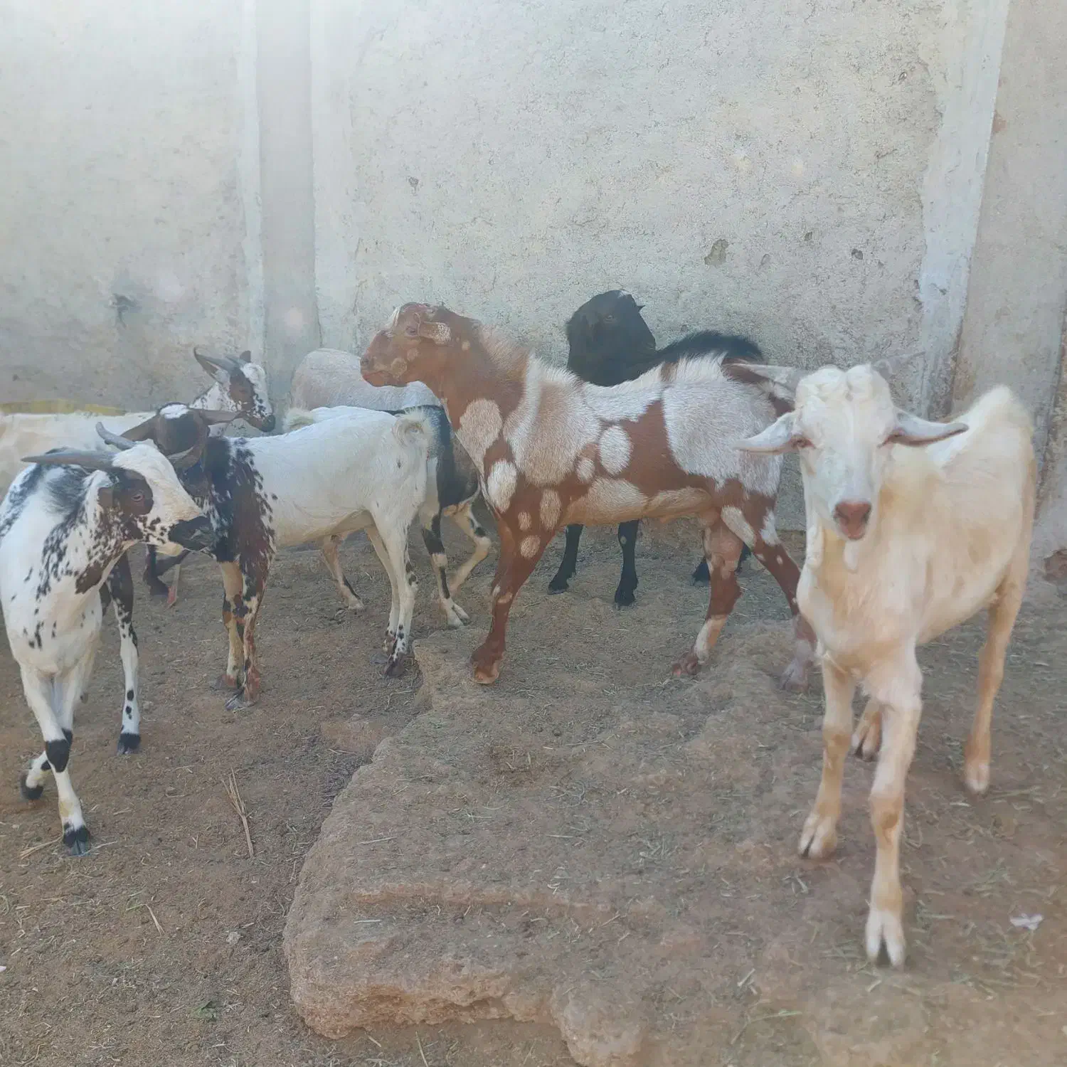 نری چاق|حیوانات مزرعه|قشم, |دیوار