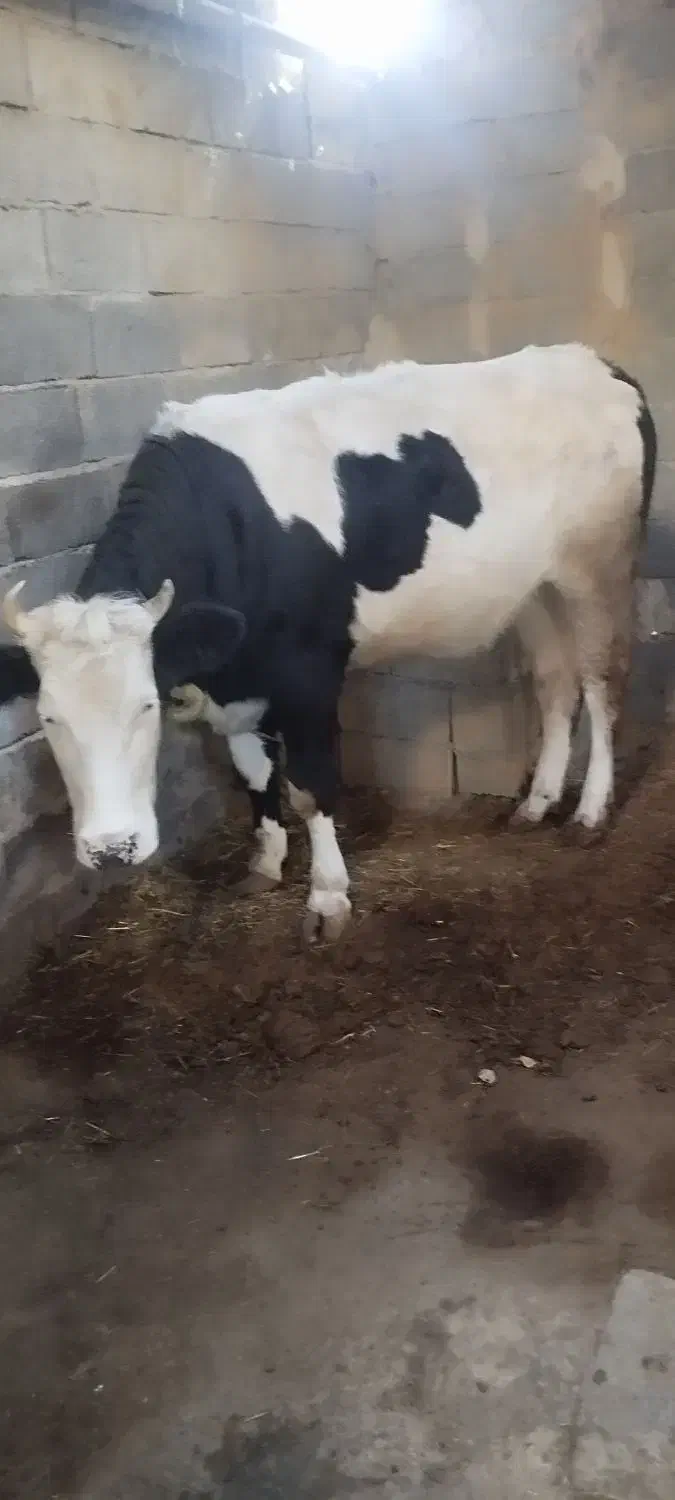 گوساله چاق دو دندان 450کیلو|حیوانات مزرعه|عنبران, |دیوار