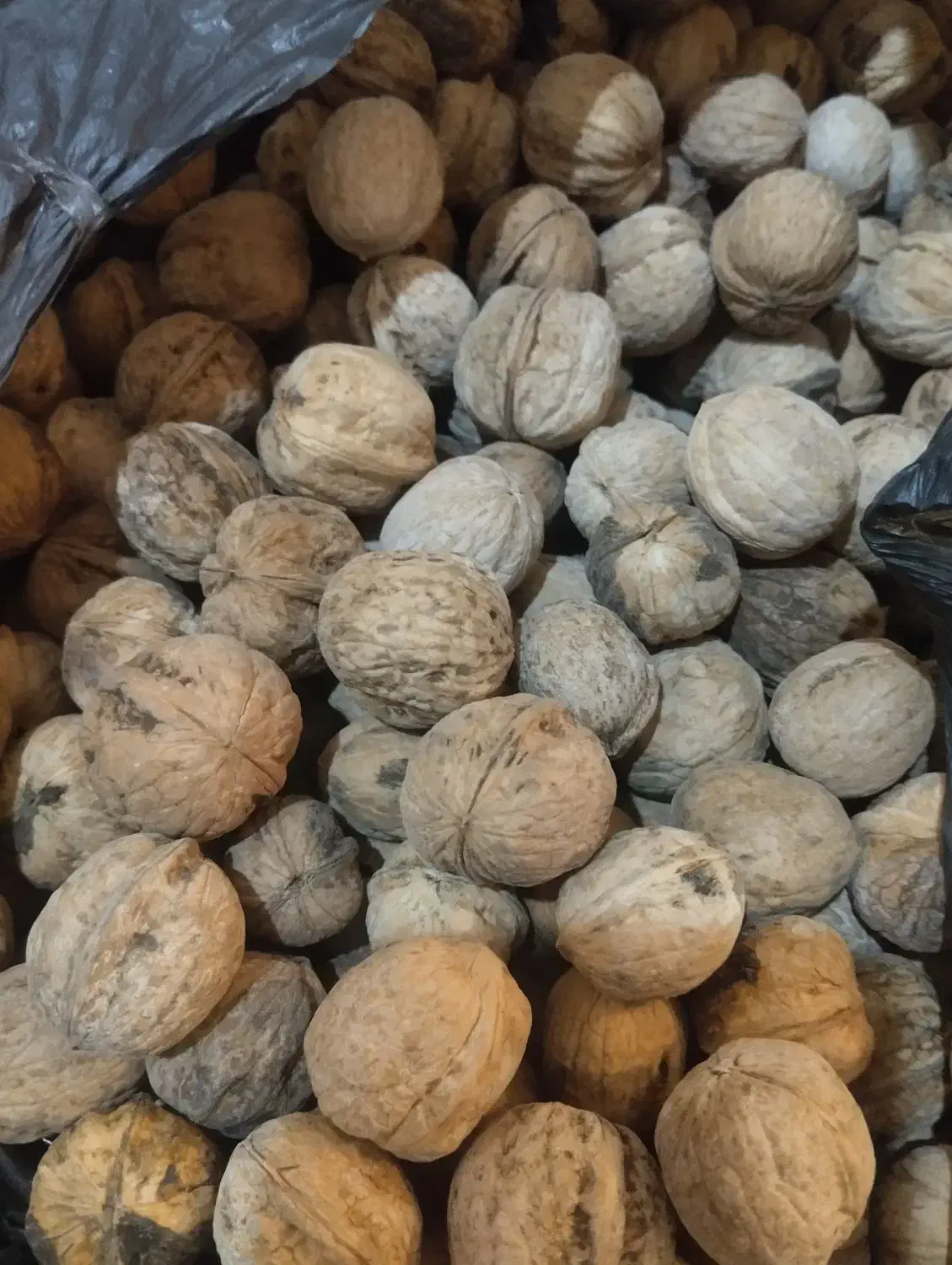 گردو|حراج|ایذه, |دیوار