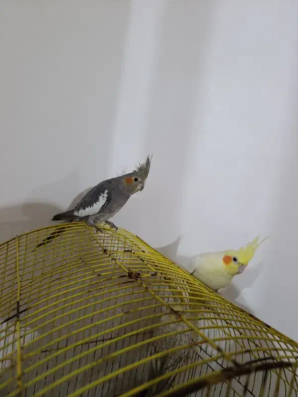 عروس هلندی|پرنده|آستارا, |دیوار