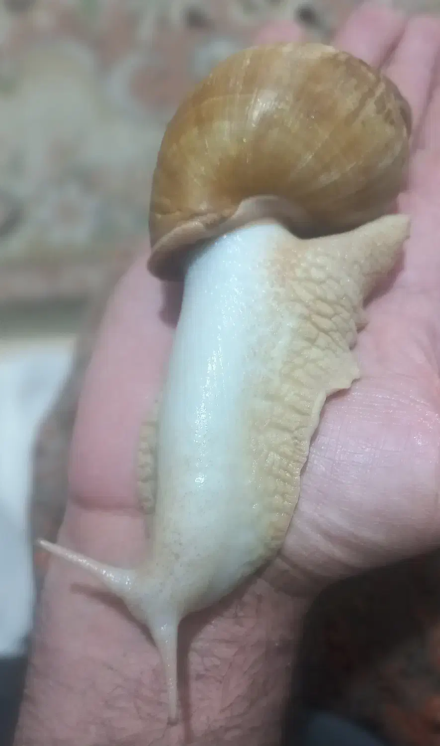 حلزون آرایشی|آرایشی، بهداشتی، درمانی|سنقر, |دیوار