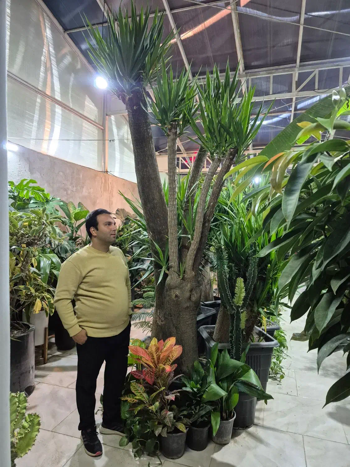 یوکا|گل و گیاه طبیعی|مشهد, شهرک صنعتی توس|دیوار