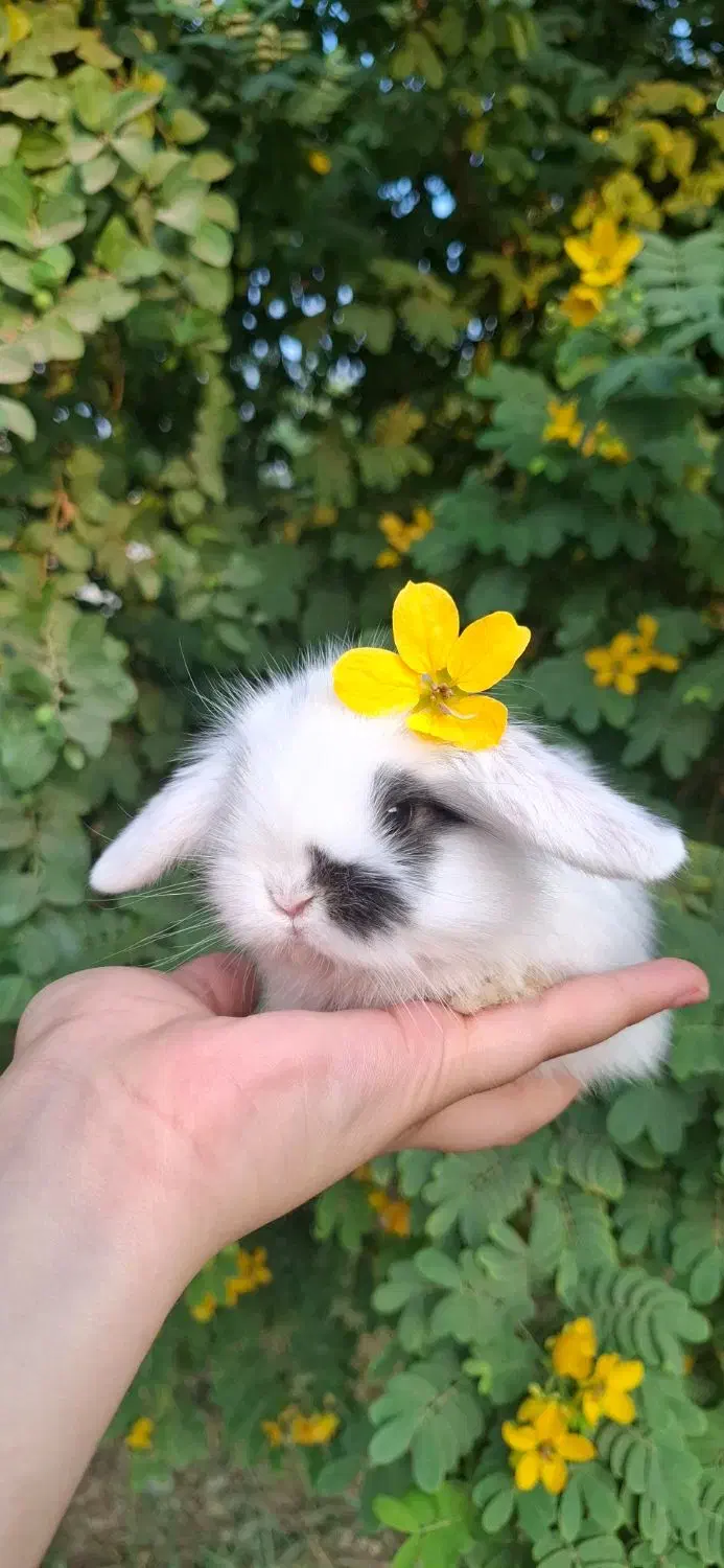 خرگوش لوپ|موش و خرگوش|اهواز, نادری|دیوار