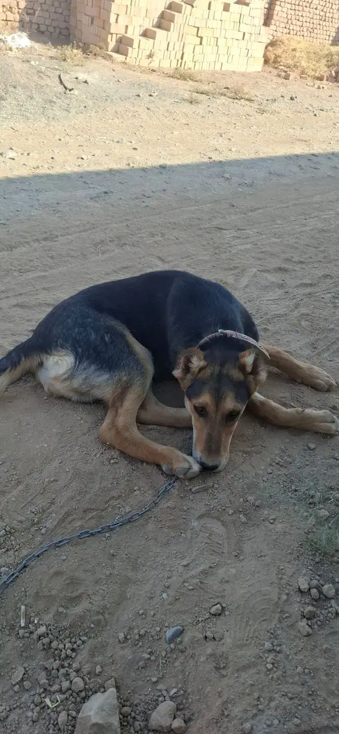 واگذاری سگ|سگ|خلیل آباد, |دیوار