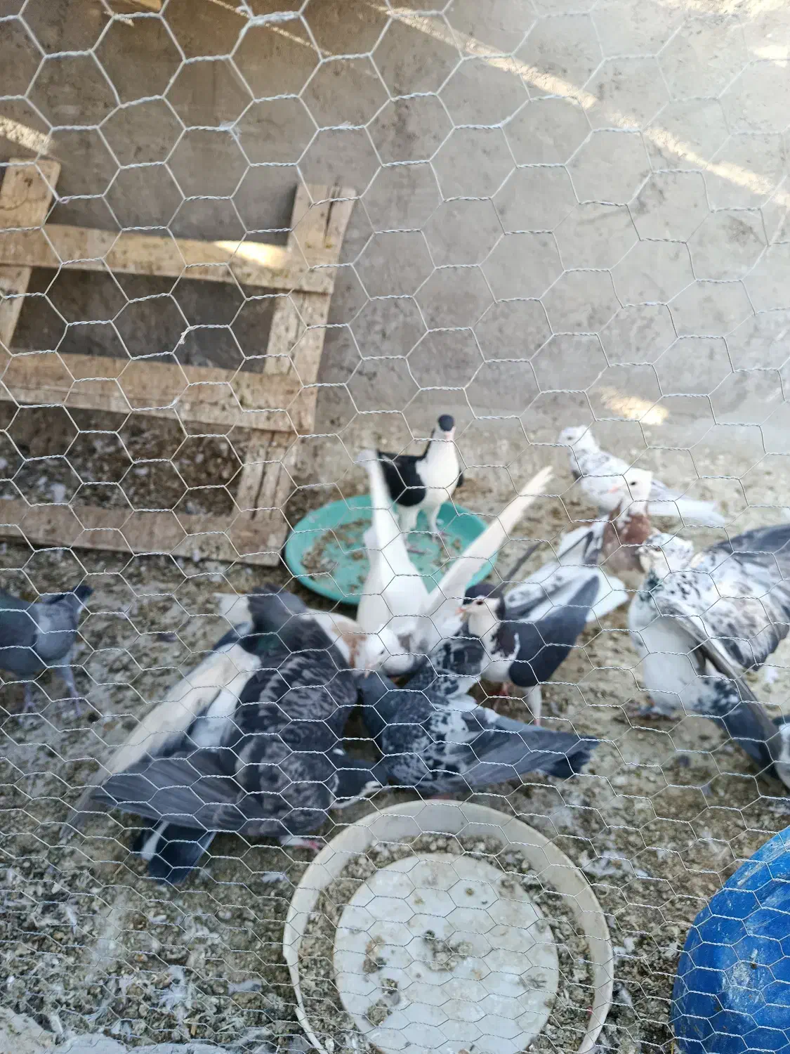 ۱۶ عدد کبوتر فروشی|پرنده|مهریز, |دیوار