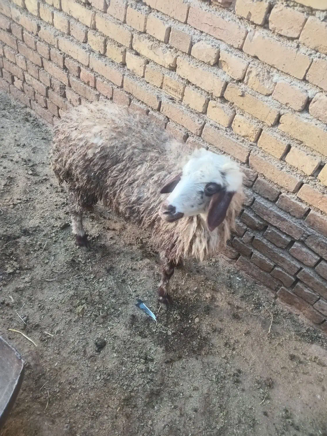 بره ماده|حیوانات مزرعه|گیان, |دیوار