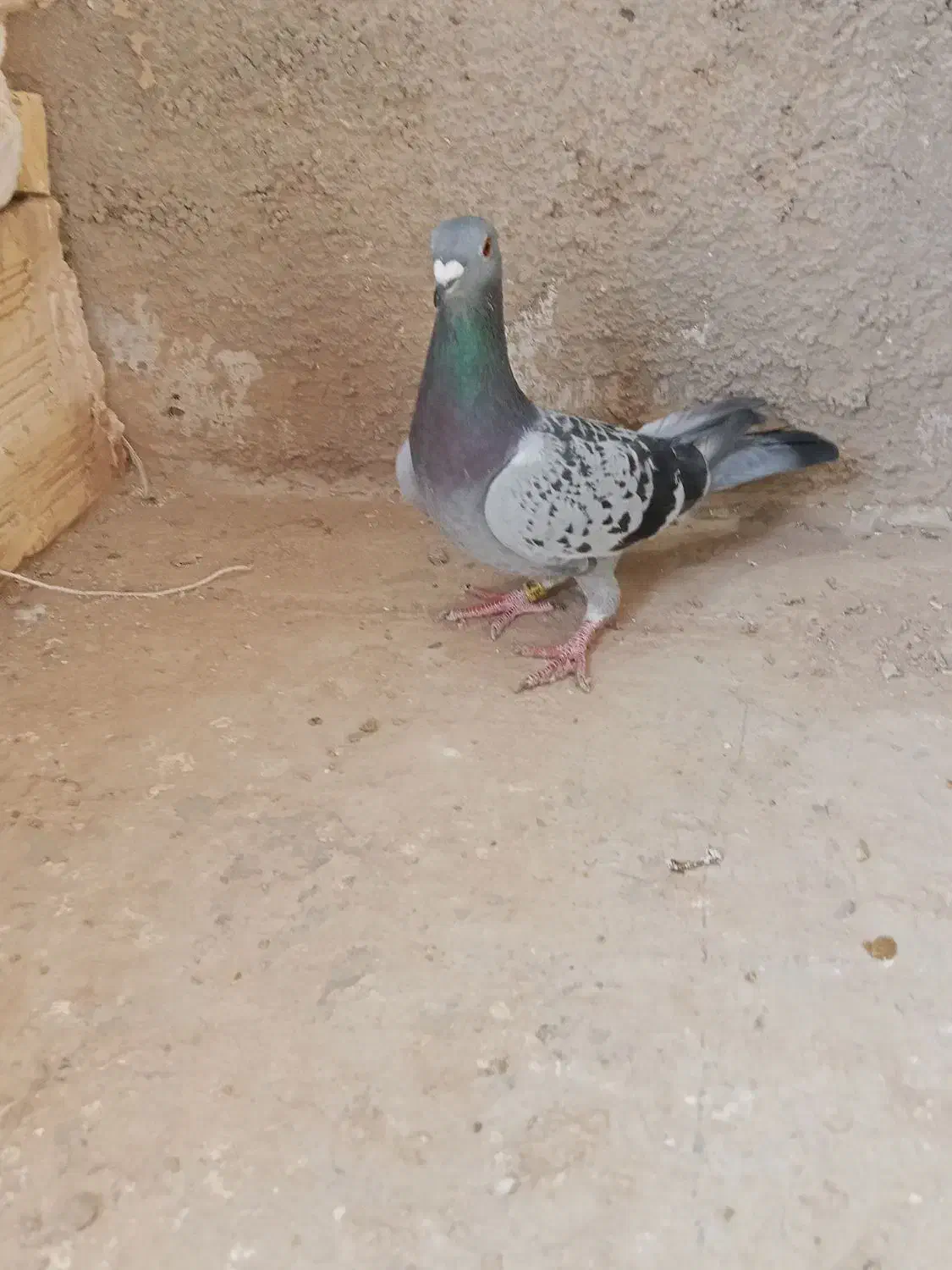 پلاکی|پرنده|کبودرآهنگ, |دیوار