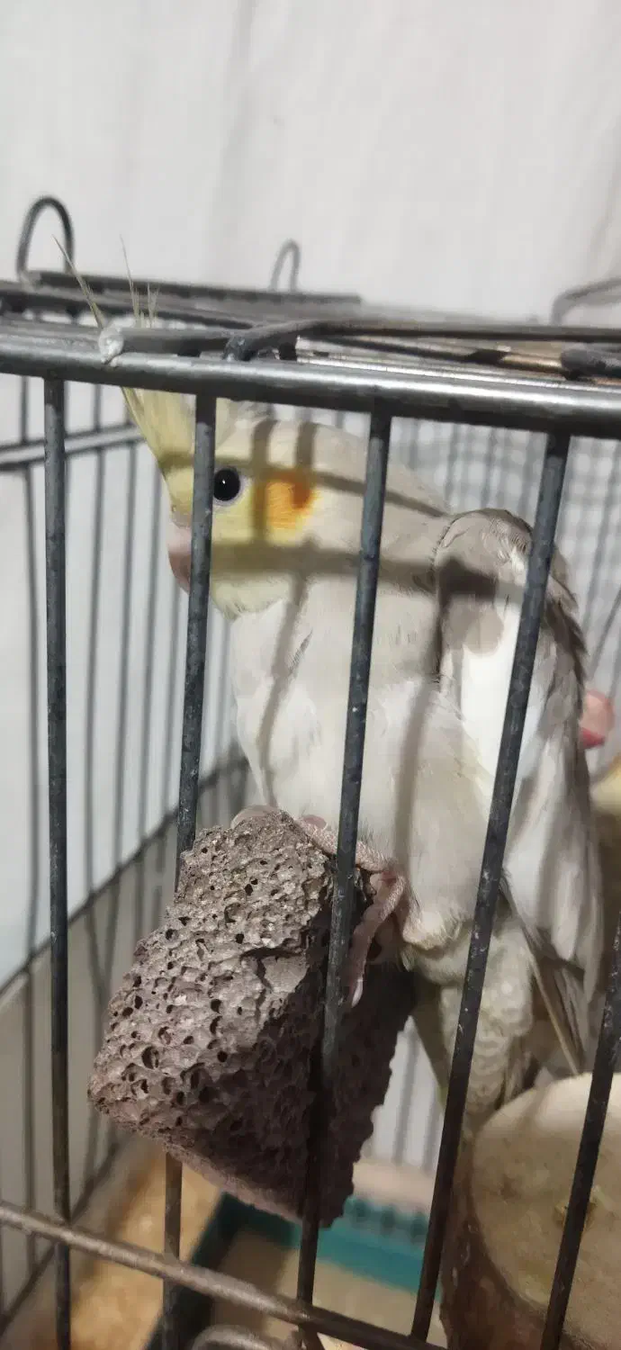 عروس هلندی آهویی|پرنده|محمدیه-قزوین, |دیوار