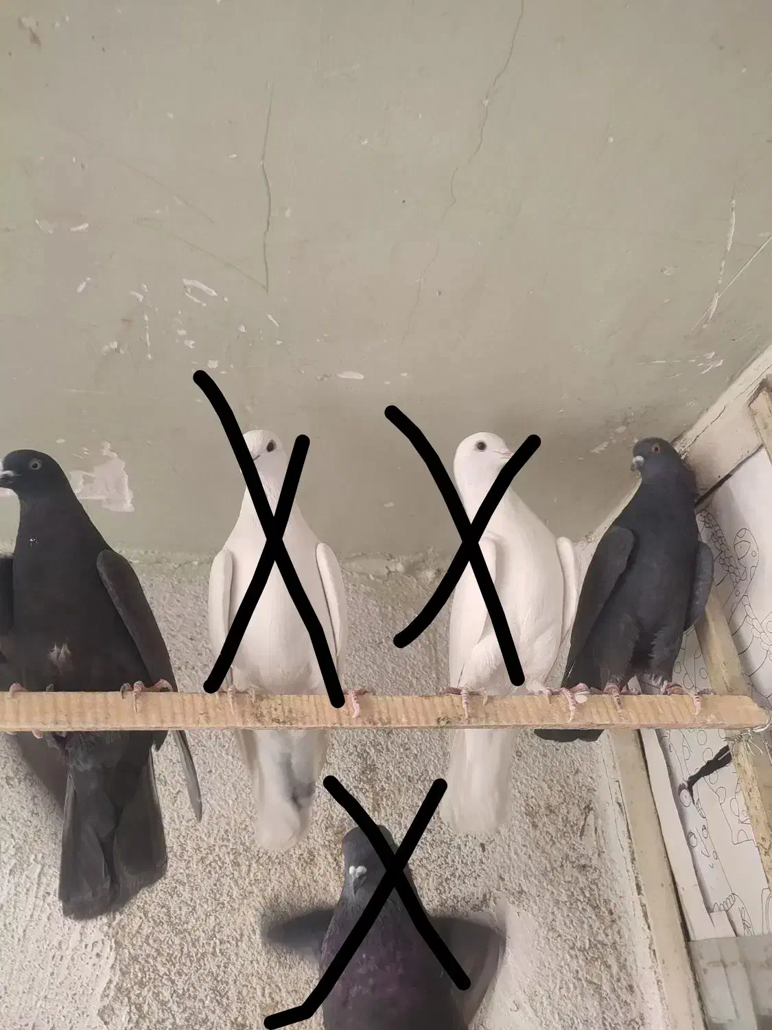 کبوتر پرشی|پرنده|فردیس, شهرک ناز|دیوار