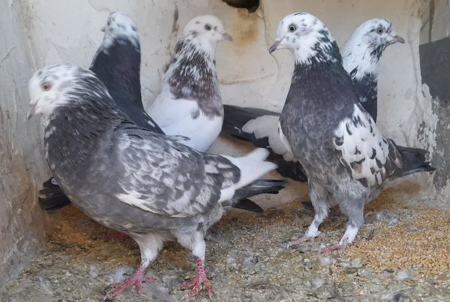 کبوتر پرشی|پرنده|دیواندره, |دیوار