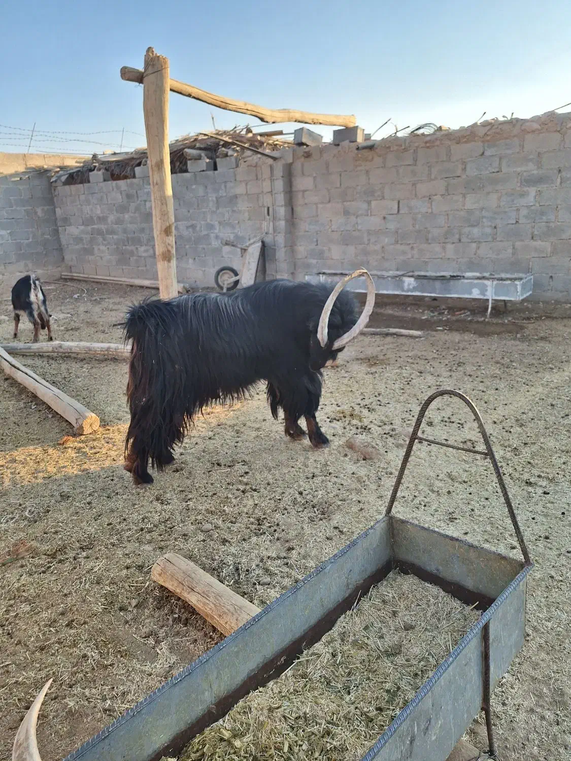 پازن جوان برزی|حیوانات مزرعه|زرین دشت (فارس), |دیوار