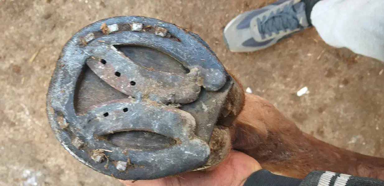 نعلبندی و قیار|اسب و تجهیزات اسب‌سواری|سلماس, |دیوار