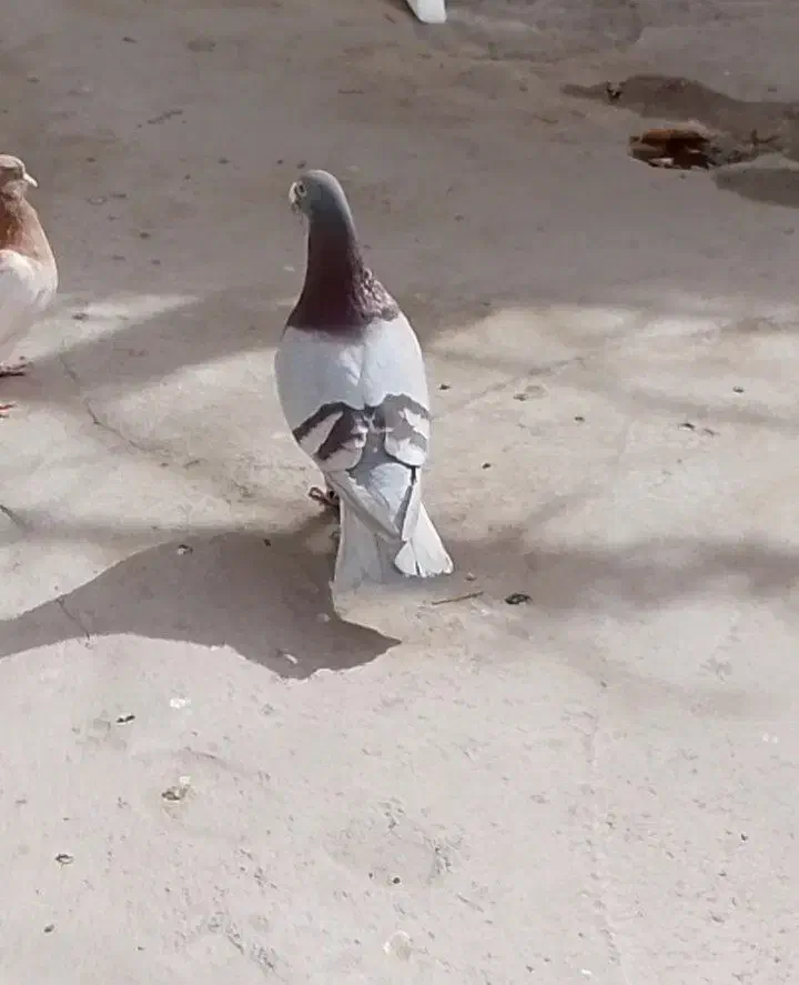 آلمانی|حیوانات|کاشمر, |دیوار