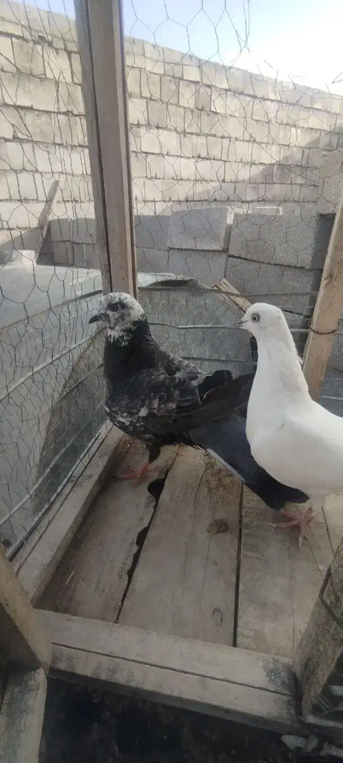 کبوتر|پرنده|بیستون, |دیوار