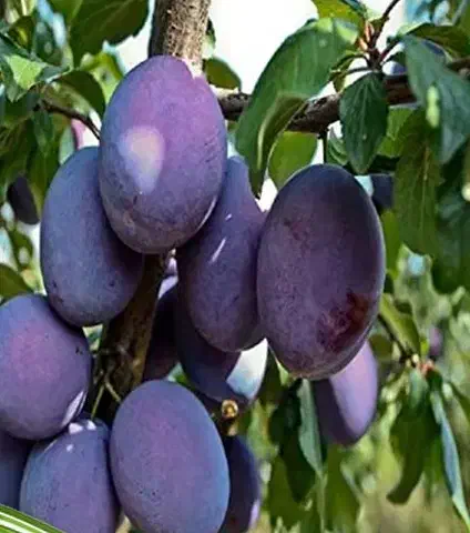 فروش نهال آلو خرمایی گوشتی|خدمات باغبانی و درختکاری|قیدار, |دیوار