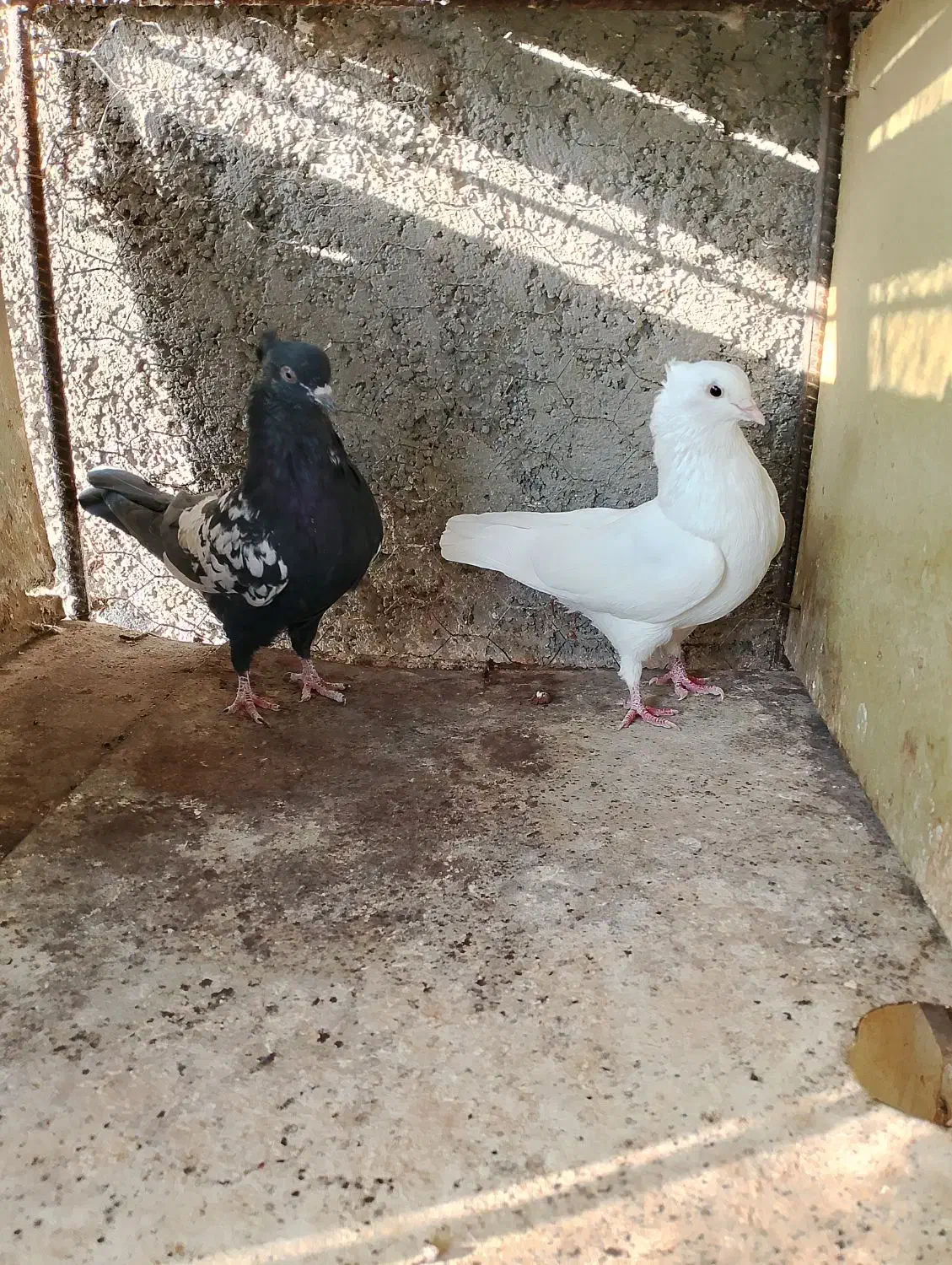 پرنده|پرنده|برازجان, |دیوار